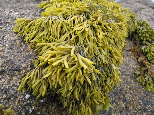 TomCorser_Seaweed_2