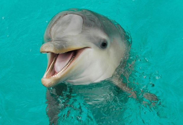 nintchdbpict000238777233-e1494581900690