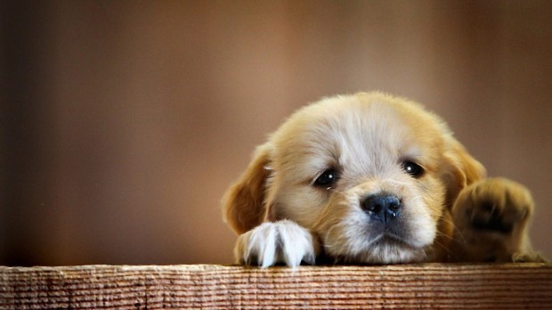 HD-Cute-Puppy-Wallpaper